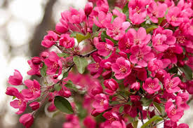 Cream/tan gold/yellow orange pink purple/lavender red/burgundy white flower inflorescence: Garden Corner Amazing Varieties Of Flowering Trees Penticton Western News