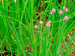 What to do when chives flower? How To Grow And Care For Chives Lovethegarden
