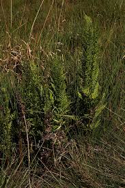 Image result for Dryopteris athamantica