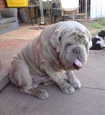 Get great deals on ebay! Pin On Dog Faces