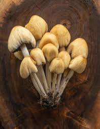 Image result for Coprinus micaceus