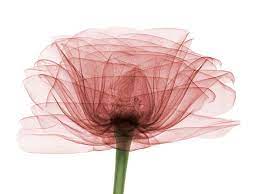 X Ray Photography Hidden Beauty Inside Xray Art Xray Flower Flower Art