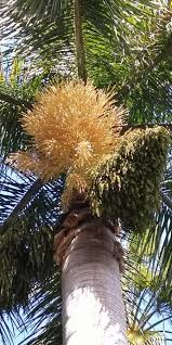 Image result for Roystonea