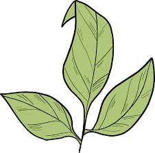 Arecaceae leaf palm branch , palm leaf, palm leaf transparent background png clipart. Rose Leaves Clipart Free Download Transparent Png Creazilla