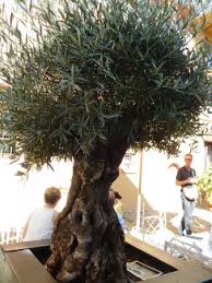 Heutzutage begeistern sich immer mehr freunde mediterraner pflanzen für den besonderen flair von oliven. Ein Wunderschoner Alter Olivenbaum Picture Of Allendorf Im Brentanohaus Oestrich Winkel Tripadvisor