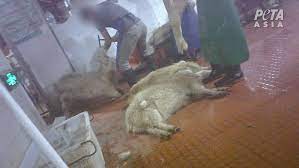 Woman slaughter turkey/educational video, woman slaughter, skin, cut and cook the chicken/educational video by miss ahoo, woman slaughter goat/educational video Peta Expose There S Nothing Luxurious About Cashmere