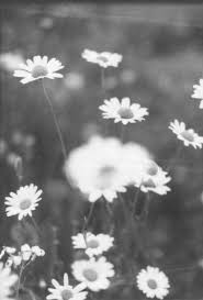 169 Best My Tumblr Images High Fashion Photography In Black And White Background Flower Quotes Tumblr Flowers Quotes Tumblr Tumblr Yellow Flower Backgrounds