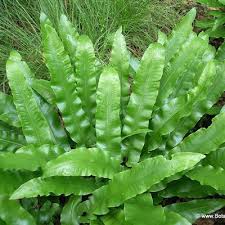 Image result for Asplenium emarginatum