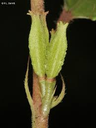 Image result for Corchorus aestuans