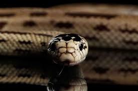 They do not store directly personal information, but are based on uniquely identifying your browser and. Species Profile Eastern King Snakes Embora Pets