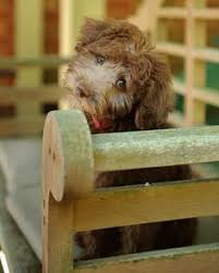 We will have new puppies in the summer & fall of 2021. 46 Cute Labradoodles Ideas Labradoodle Goldendoodle Dogs