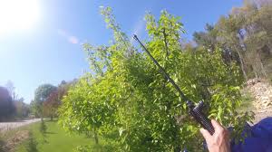 Earth organic and natural final stop® fruit tree insect killer. Time To Spray The Fruit Trees With All Natural Homemade Bug Repellant Simply Garden Youtube
