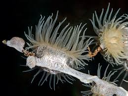 Image result for Aneilema nyasense