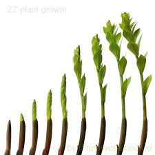 Instagram Photo By Darryl Cheng Apr 28 2016 At 11 05am Utc Plant Growth Plant Life Plants