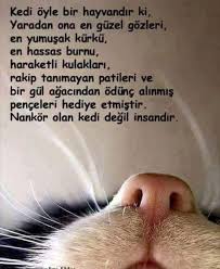 sufficiency adli kullanicinin 1 minik dostlarimiz panosundaki pin kedi hayvanlar gercekler