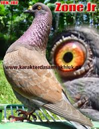 Maybe you would like to learn more about one of these? Burung Legendaris Merpati Kolong Juara Nasional Karakter Makhluk Hidup