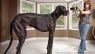 Top 10 Largest Dog Breeds In The World - The Mysterious World
