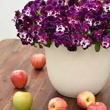 Pansies A Fall Inspiration National Garden Bureau Buy Flowers Online Pansies Container Gardening