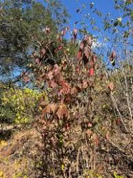 Image result for Alchornea laxiflora