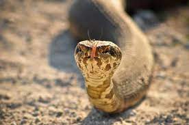 Water Moccasin Florida Cottonmouth Water Moccasin Snake Snake Cat Boarding