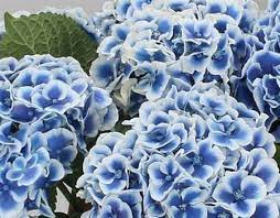 Maybe you would like to learn more about one of these? Blue Wedding Flowers Flowers By Helen Elizabeth