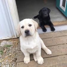 We offer akc registered labrador retriever puppies, with our main focus on producing a great family pet and our handsome male puppy is not only the best looking lab we've ever had, but his temperament and personality are both absolutely perfect. Labrador Puppies For Sale Home Facebook