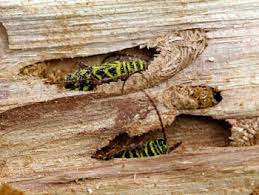 Black locust is america's best firewood, burns hot and slow with limited smoke. Firewood You May Be Bringing In More Than Just Wood Msu Extension