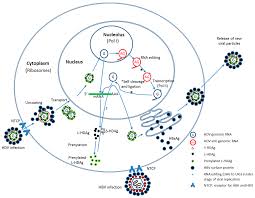 Хронический гепатит в и d. Ijms Free Full Text Therapeutic Strategies And New Intervention Points In Chronic Hepatitis Delta Virus Infection