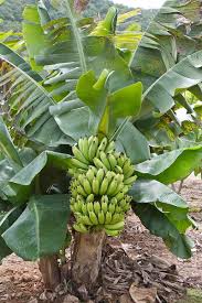 Discover the tropical wonder of our cold hardy banana trees. Pin On Banana Tree