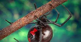 Northern black widow (sean mccann ). Black Widow Spiders Are Wasteful Gluttons Wired