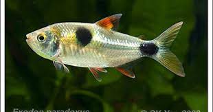 Exodon Paradoxus The Bucktoothed Tetra These Are Like Miniature Piranhas And Will Do A Number On Fish Kept With Them Not Aquarium Fish Fish Tropical Fish