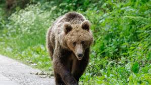 O ursoaică de 11 ani a fost împușcată la Brașov. O alta, care avea 3 pui, a fugit în pădure speriată de...