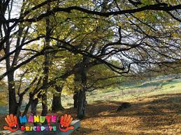 Păşune de zonă colinară cu stejari seculari, cu vârste cuprinse între 400 şi 600 rezervaţia de stejar pufoşi daneş. Manute Pricepute Aventuri In Familie RezervaÈ›ia De Stejari Seculari De La Breite