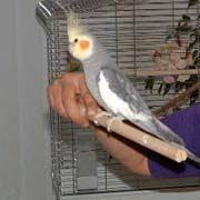 Good Article On Taming An Aggressive Cockatiel Cockatiel Cockatiel Care Parrot