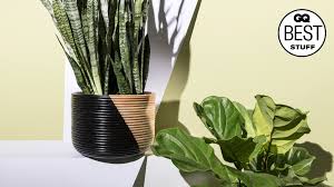 Finding the perfect houseplant is one thing, but knowing where to put these are just a selection of the types of indoor plants that are ideal for every room in the home. 12 Best Indoor Plants That Even You Can T Kill Gq