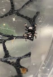 Mama Scarlett's first i6 little boy…. They make my heart so happy I don't  use this page nearly enough- please always remember to stop by the group-  as I'm active there often