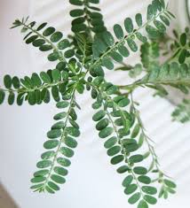 Image result for Phyllanthus amarus