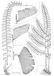 Image result for Adiantum vogelii