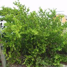 Image result for Surianaceae