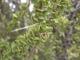 Image result for Boscia foetida