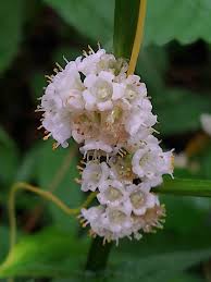 Image result for Cuscuta suaveolens