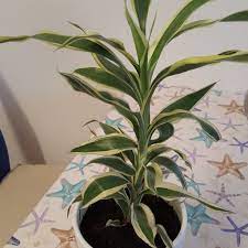Check spelling or type a new query. Which Soil Works For Dracaena Sanderiana Lucky Bamboo Gardening Landscaping Stack Exchange