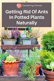I'd like to know how to get rid of ants bites. 6 Natural Ways To Getting Rid Of Ants In Potted Plants Gardening Chores