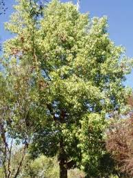 Image result for Brachychiton populneus