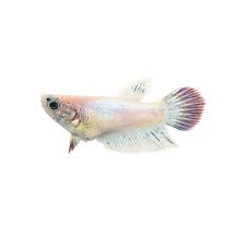 However, i need to know how to identify veiltail betta fry when they are really young, like when they. Petco Shoptagr 39 S Latest Coupons Cashback 2020