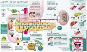 Account Suspended Cosas De Enfermeria Anatomia Y Fisiologia Humana Organos Del Cuerpo Humano