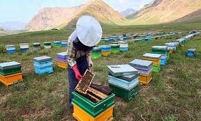‫آذربایجان غربی یکی از قطب های مهم برای پرورش زنبور عسل در سطح کشور است -  شبستان‬‎