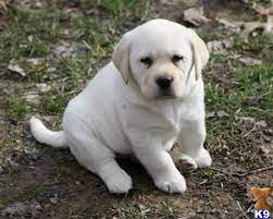 Maybe you would like to learn more about one of these? English Labrador Retriever Puppies For Sale English Lab Puppies Labradorretrieverpuppies English Lab Puppies Labrador Retriever Puppies Lab Puppies