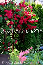 We did not find results for: E Clematis Rosa Flammentanz Korflata Roza Pnaca Https E Clematis Com Pl P Rosa Flammentanz Korflata Roza Pnaca 2040 Facebook