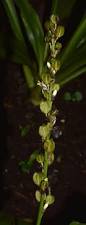 Image result for Chlorophytum macrophyllum